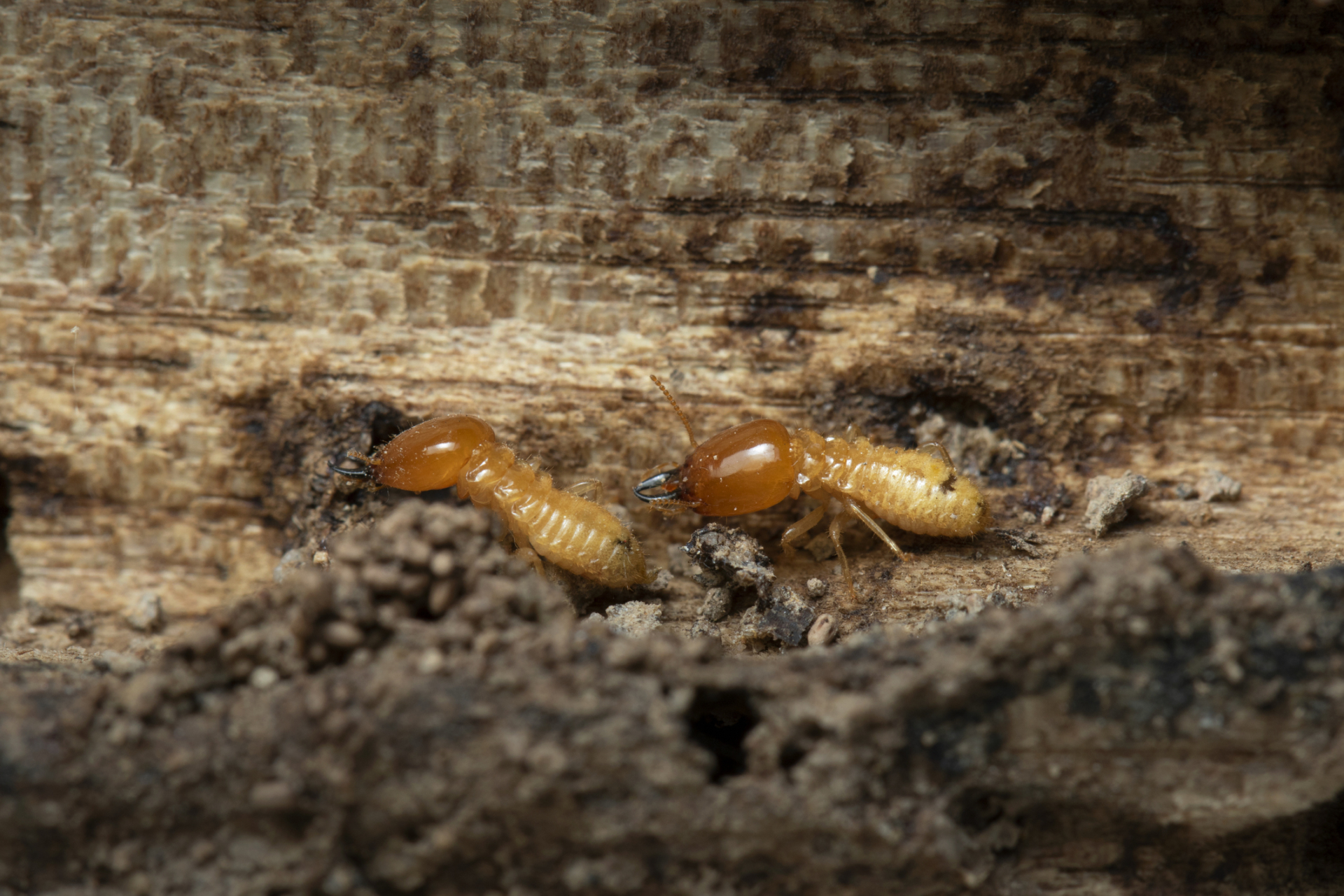 Termite Independent Property Inspections in the Central West of NSW Orange Parkes Forbes
